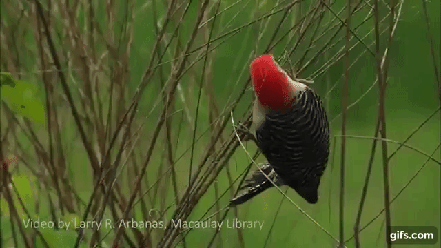 Red-bellied Woodpecker gif