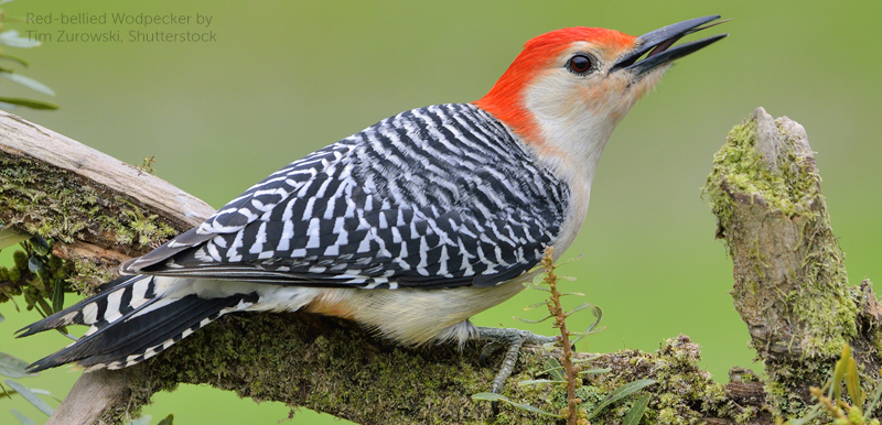 Red-bellied Woodpecker