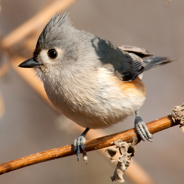 Tufted Titmouse by Sari O'Neal, Shutterstock