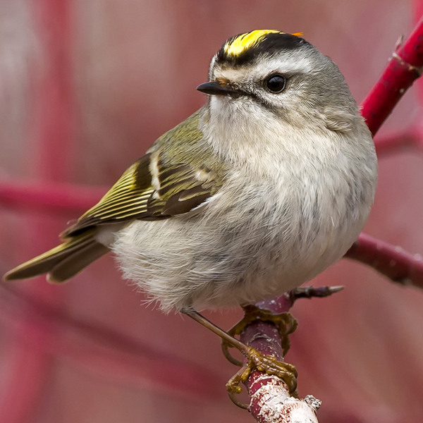 Golden-crowned Kinglet by Paul Reeves Photography/Shutterstock