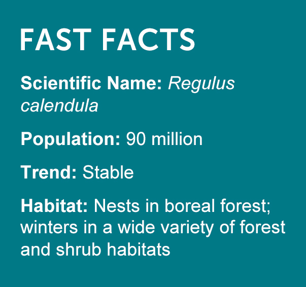 Ruby-crowned Kinglet Facts