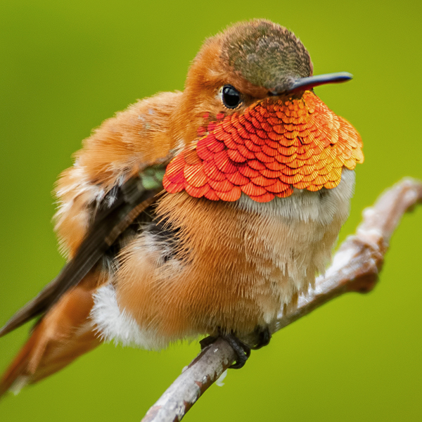 Rufous Hummingbird, punkbirdr, Shutterstock