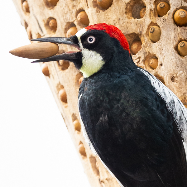 Acorn Woodpecker by Keneva Photography/Shutterstock