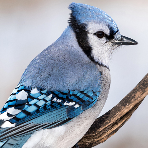 Blue Jay by FotoRequest/Shutterstock