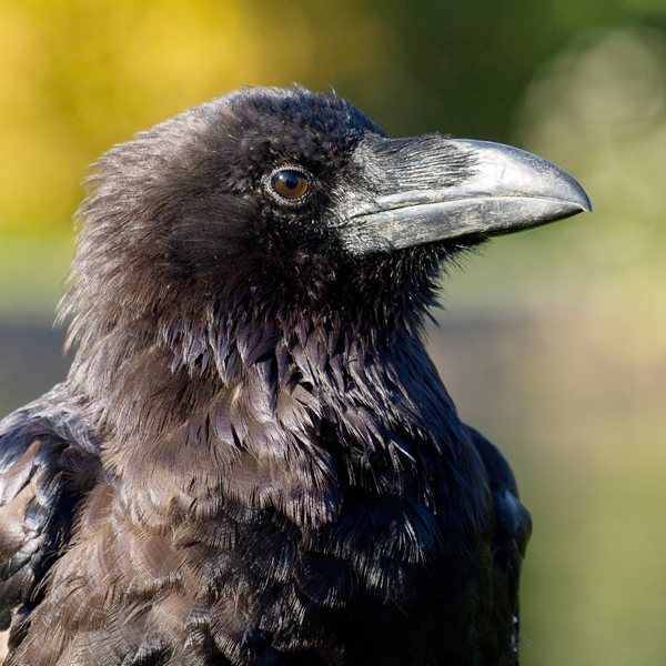 Common Raven by Manja/Shutterstock