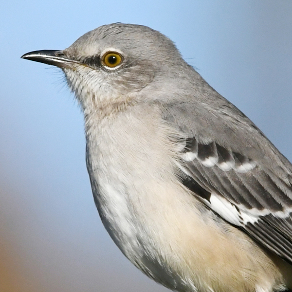 Northern Mockingbird by David O. Hill
