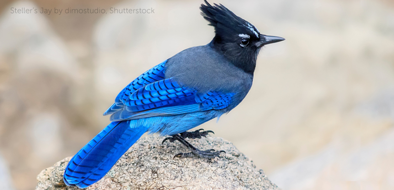 Bird of the week: blue jay