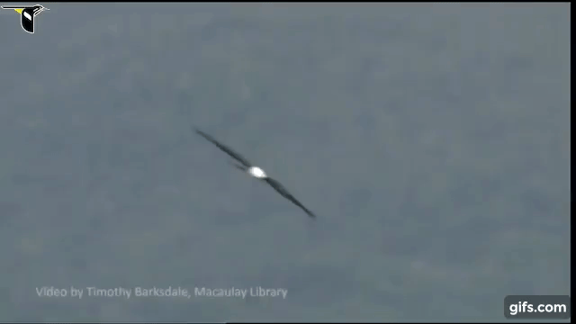 Swallow-tailed Kite gif