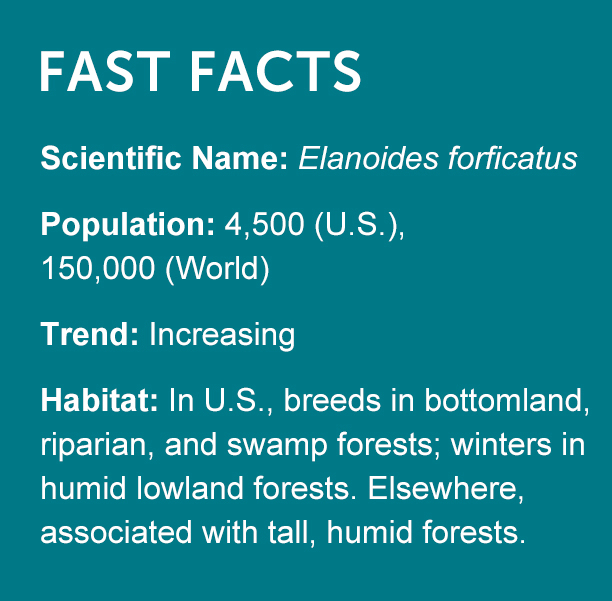 Swallow-tailed Kite Facts
