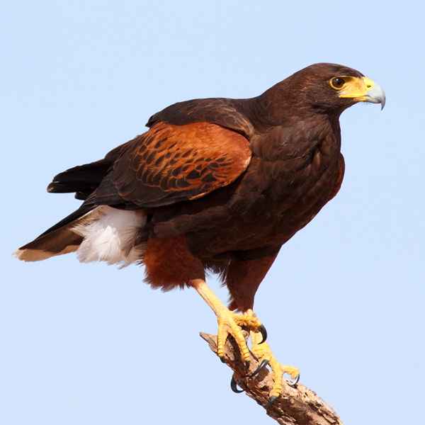 Harris's Hawk by Brian Lasenby, Shutterstock