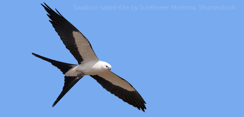 Swallow-tailed Kite, Sunflower Mama/Shutterstock