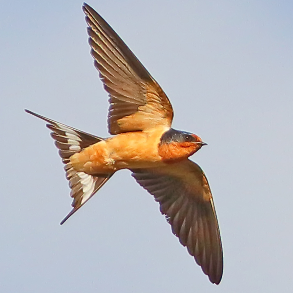Barn Swallow by Greg Homel, Natural Elements Productions