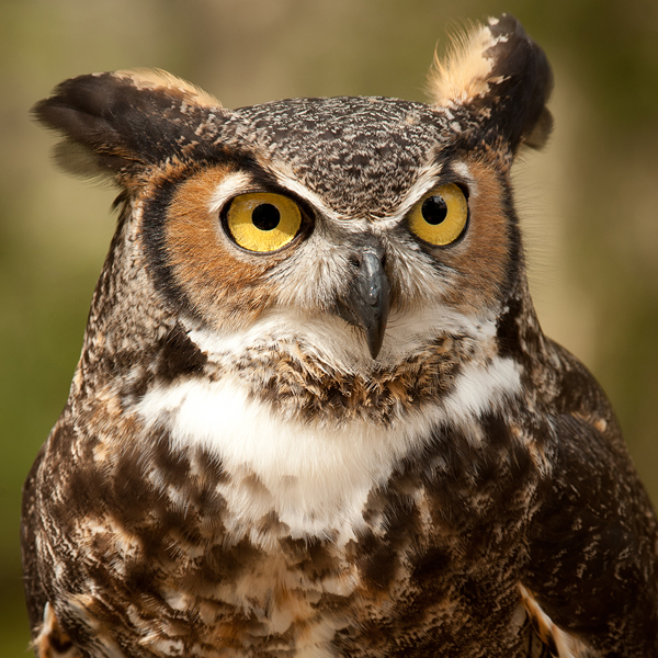 Great Horned Owl by jadimages, Shutterstock
