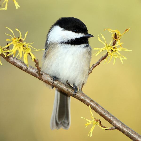 Black-capped Chickadee by Brian Lasenby, Shutterstock