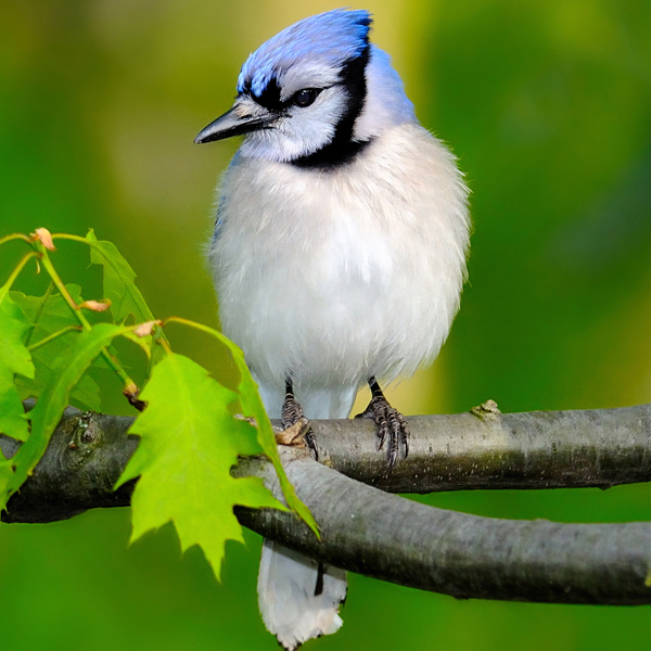 Blue Jay by Civdis, Shutterstock.